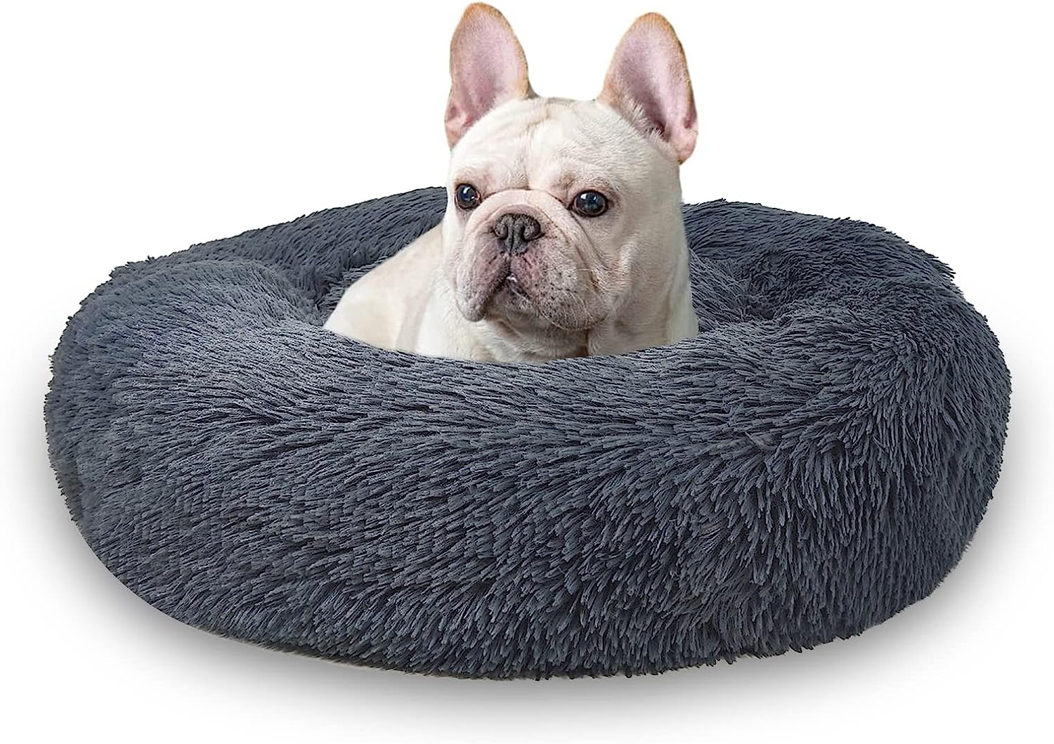 dog bed